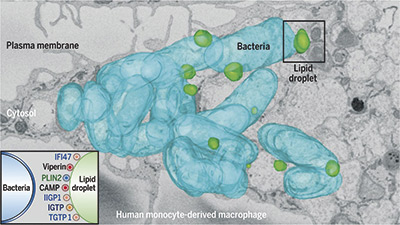 Science. Descubren un nuevo mecanismo de defensa celular frente a infecciones víricas y bacterianas