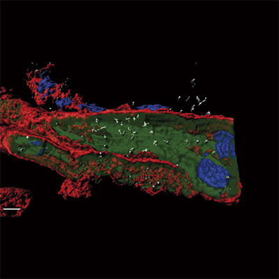 Cardiovascular Research. El mecanismo que emplea el virus de la gripe para provocar daño cardiaco