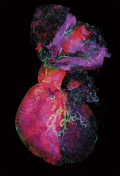 Development Cell. Descubren un nuevo origen de los vasos linfáticos del corazón