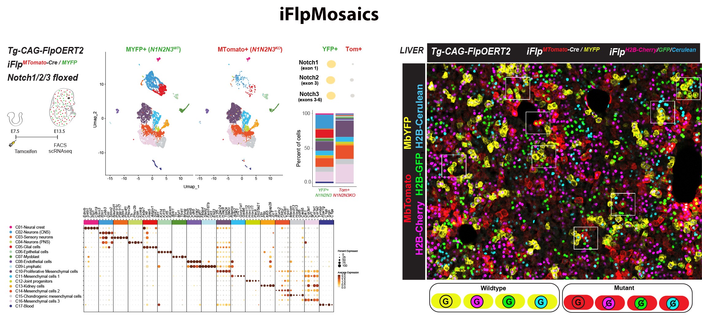 iFlpMosaics enable the multispectral barcoding and high-throughput imaging or omics analysis of mutant and wildtype cells