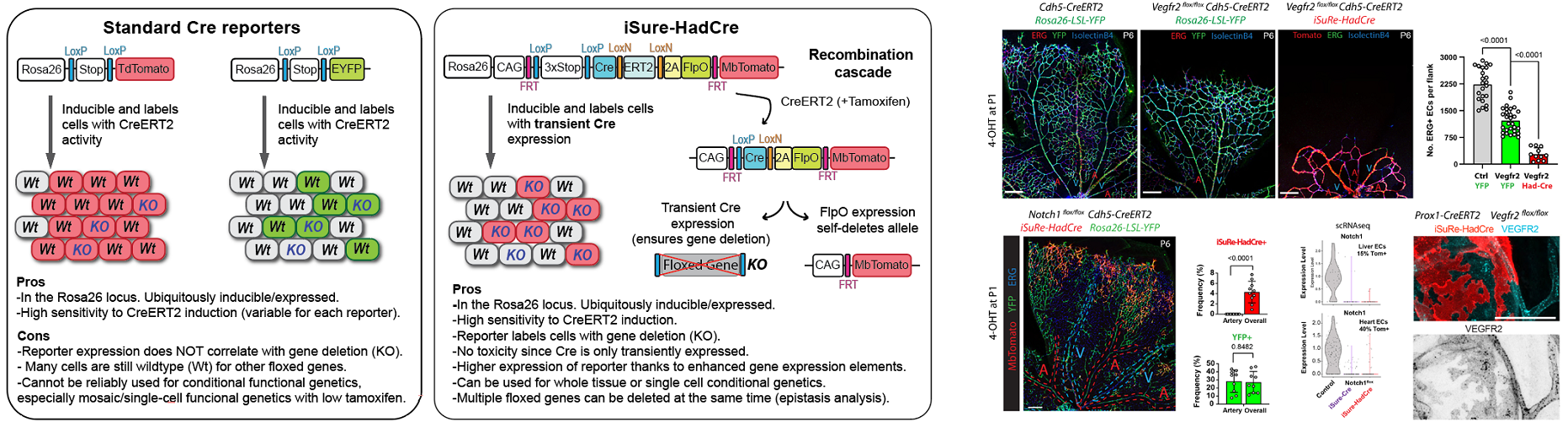 Figure 5. New iSuRe-HadCre technology to ensure conditional genetic deletions in mouse models.