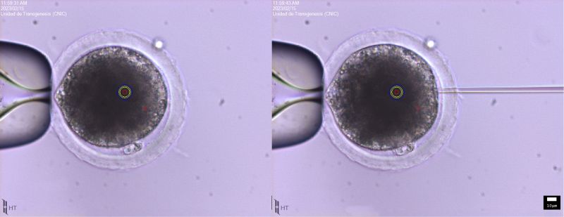 Pig oocytes undergoing microinjection. Note the high lipid content which obscures the cytoplasm and hinders the observation of the cytoplasmic content.