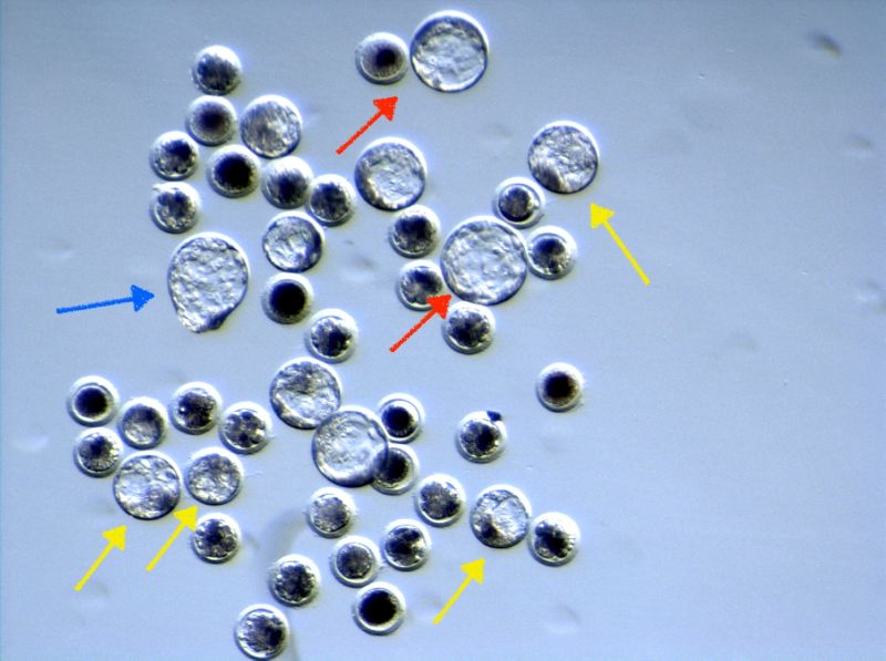 Set of pig embryos in a microinjection experiment with CrispR-Cas9, after 5 days of culture