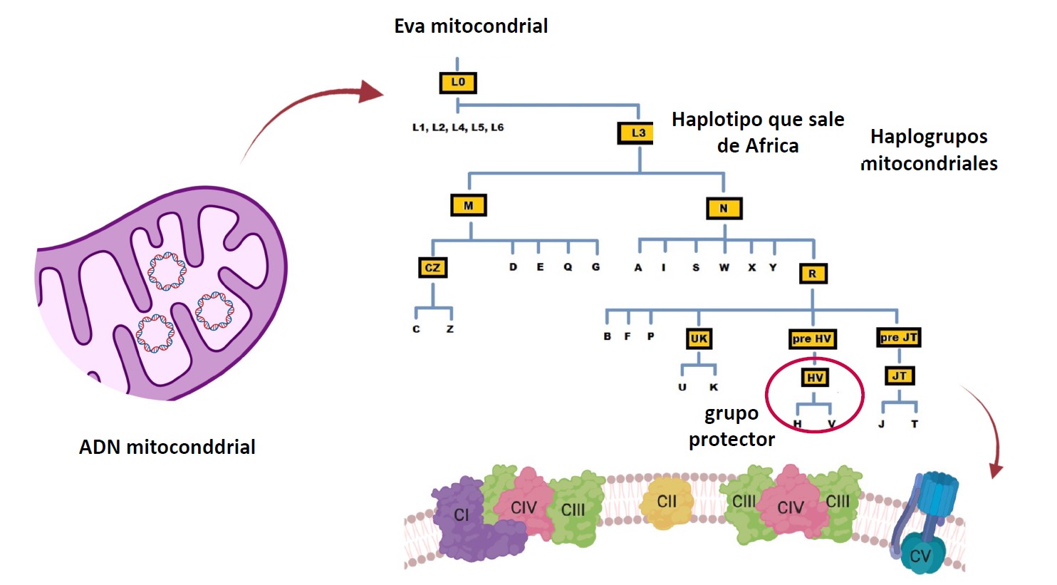 Gráfico explicativo