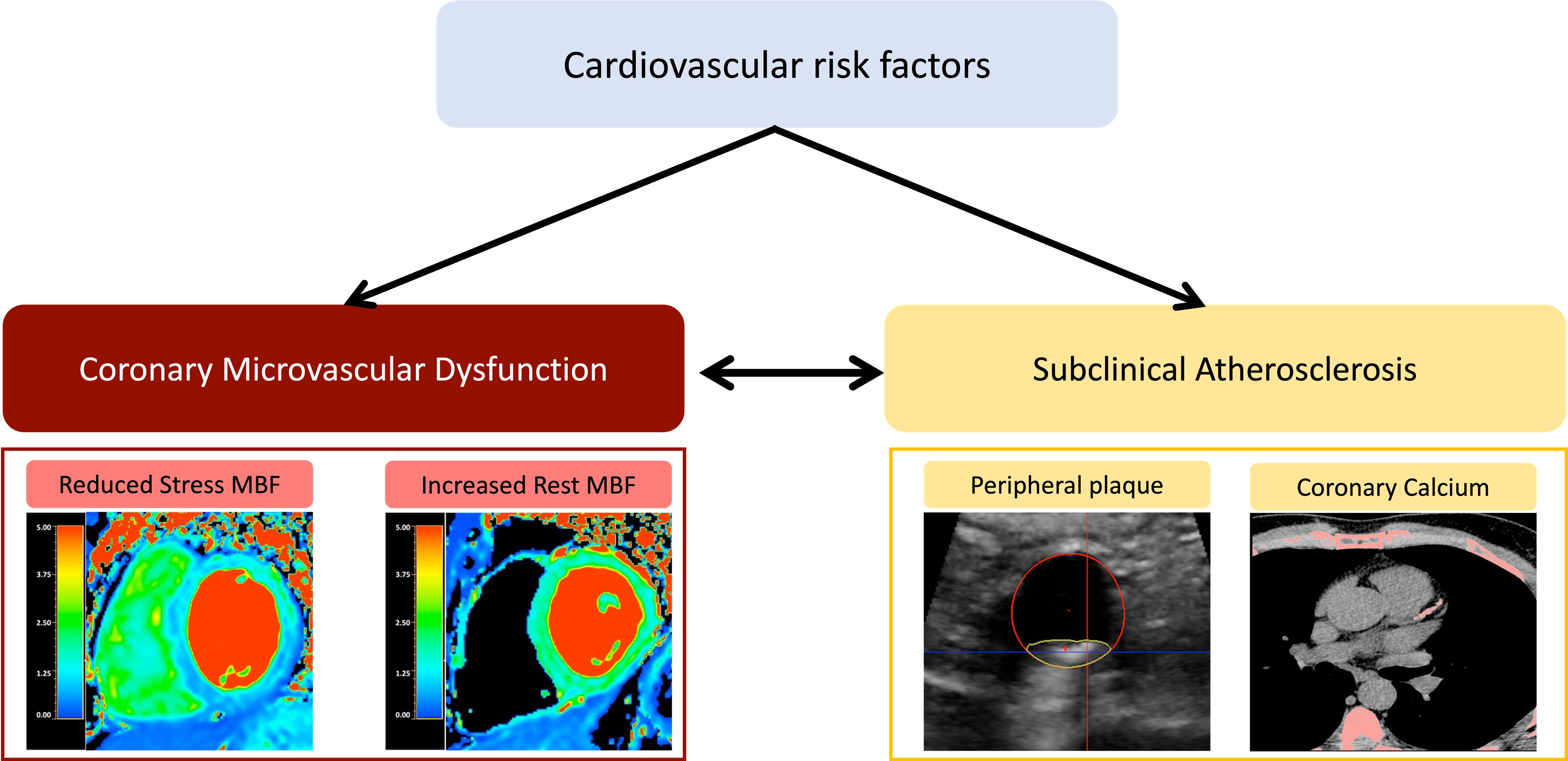 Cardiovascular risk factors (particularly metabolic syndrome, insulin resistance, and diabetes) alter coronary microvascular function and increase the risk of atherosclerotic disease, which itself leads to changes in the coronary microcirculation.