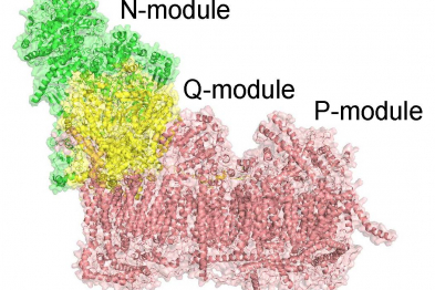 Esquema representando el complejo I mitocondrial con sus diferentes módulos. En verde en el módulo N, el amarillo el módulo Q y en rojo el módulo P.