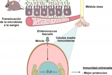  La disrupción de la barrera intestinal permite la translocación de bacterias a través de sangre, hasta médula ósea, induciendo cambios epigenéticos en las células madre inmunitarias. Esta inmunidad entrenada mejora la protección frente a infección, pero agrave los síntomas asociados a colitis.